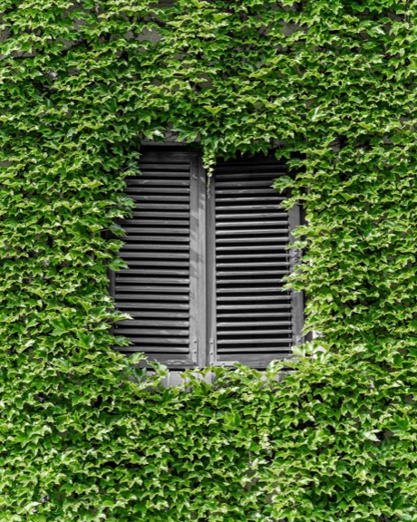 Window light photograph